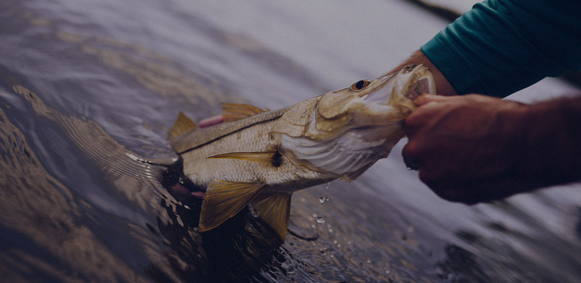 WE OFFER LAKE SUPERIOR CHARTER FISHING IN WISCONISIN & MINNESOTA!